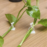 Plant Climbing Wall Clip Invisible - صورة 5