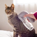 Pet Hair Pal Cordless Vacuum